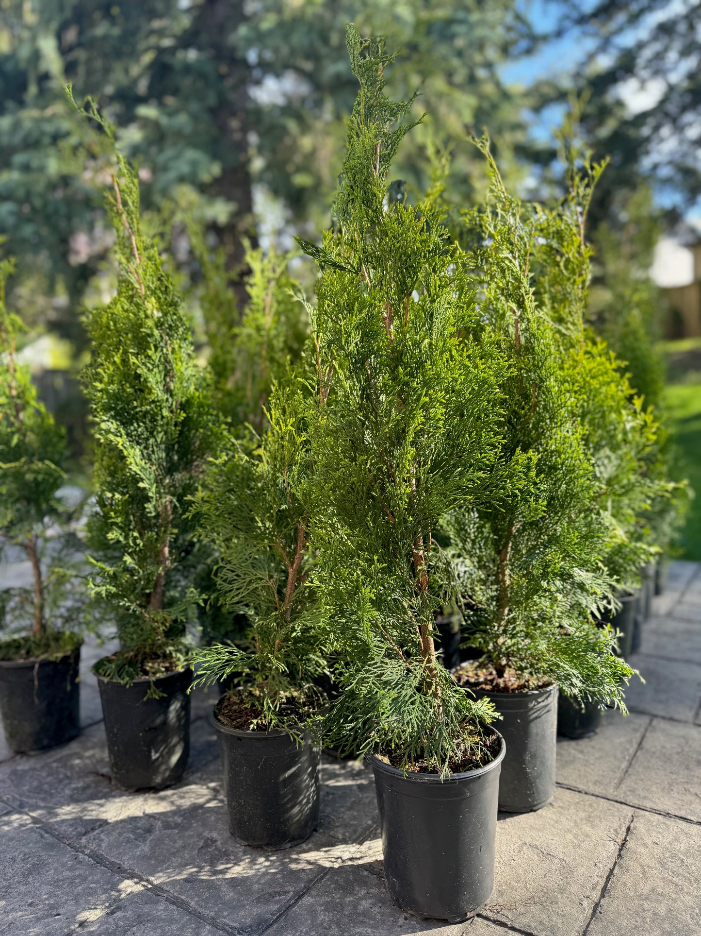 Emerald Cedar - 1 Gallon