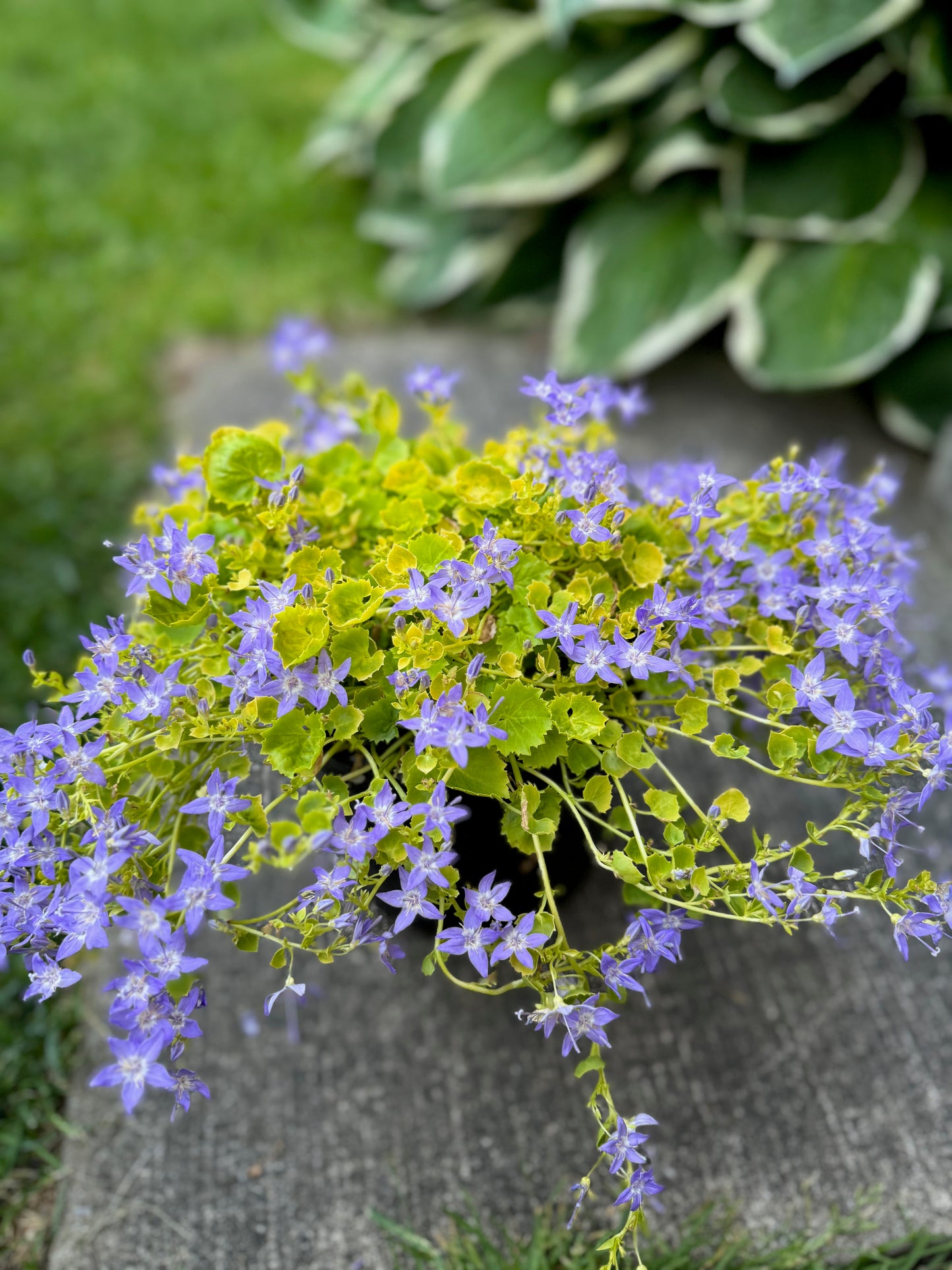 Campanula 1g