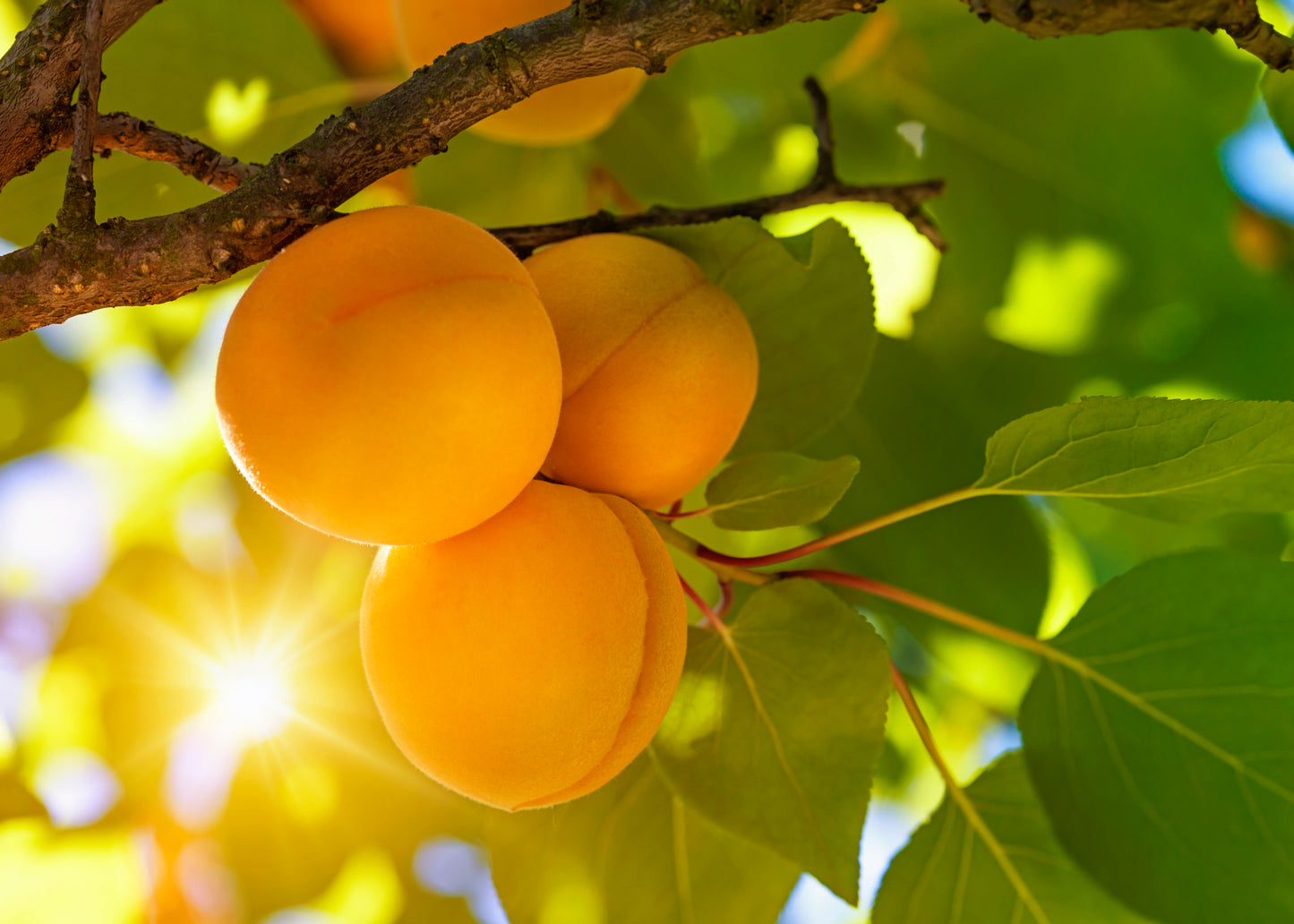 Apricot Tree