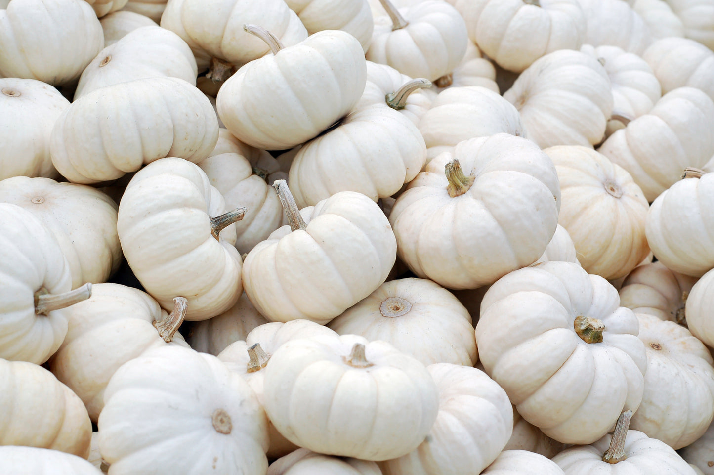 Baby-Boo Mini Pumpkins