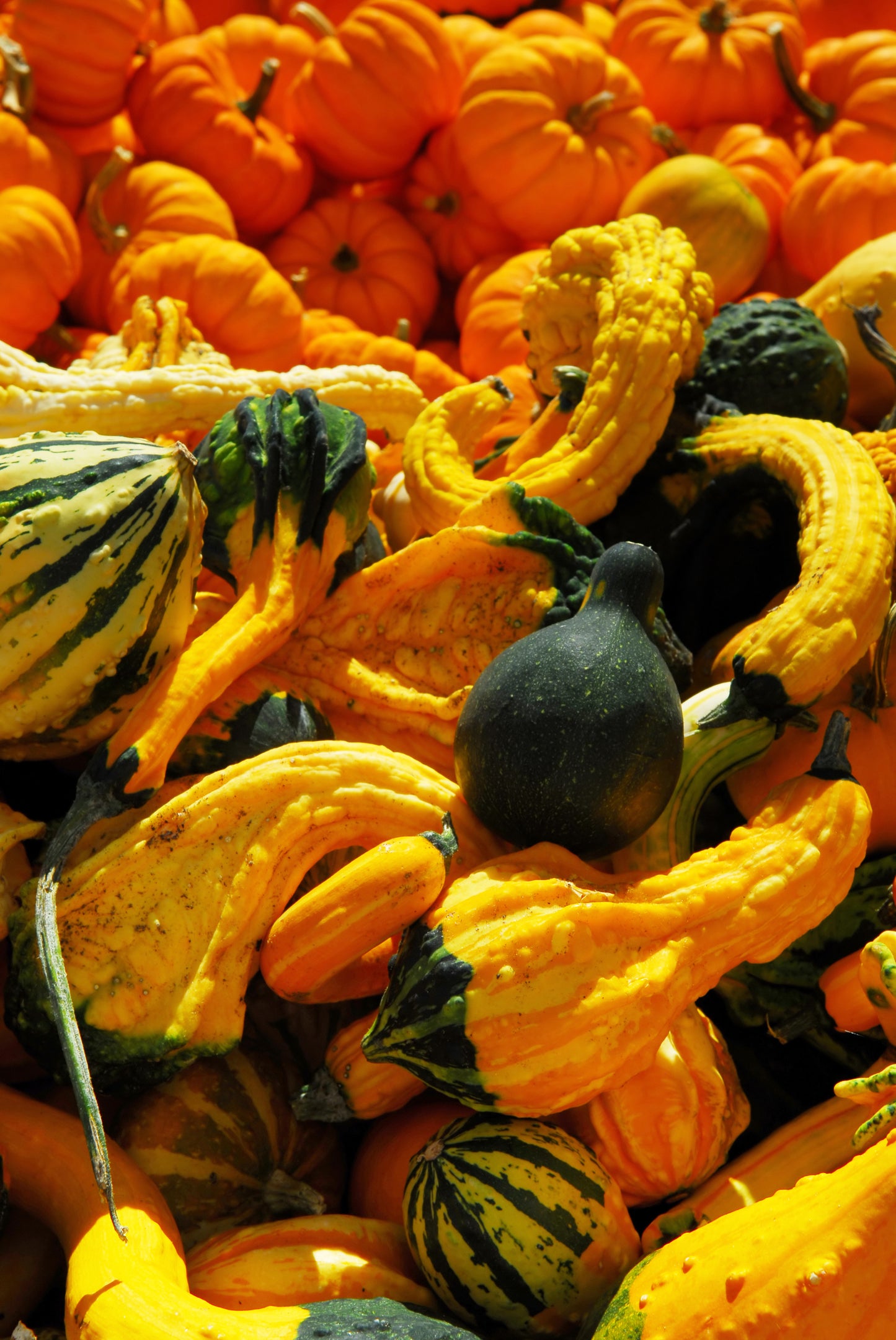 Assorted Gourds