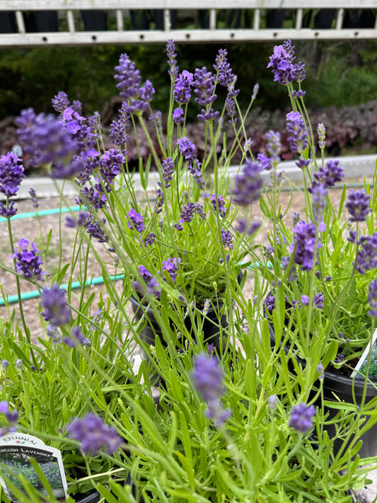English Lavender 1 Gallon "Essance Purple"