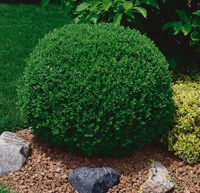 Boxwood 3-Gallon