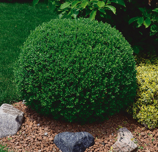 Boxwood 3-Gallon