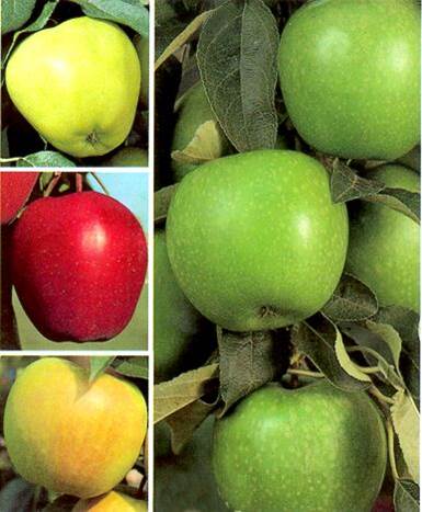 Apple Tree 5 Gallon 4-in-1