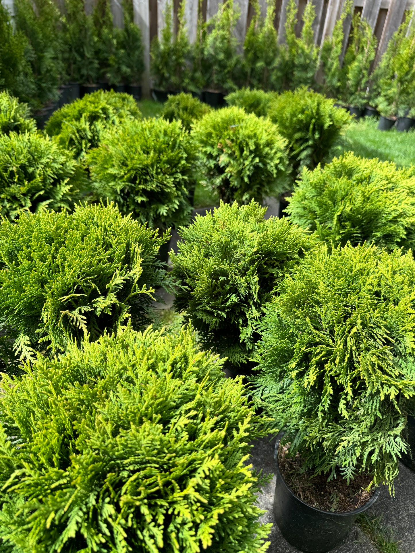 Globe Cedar - 1 Gallon