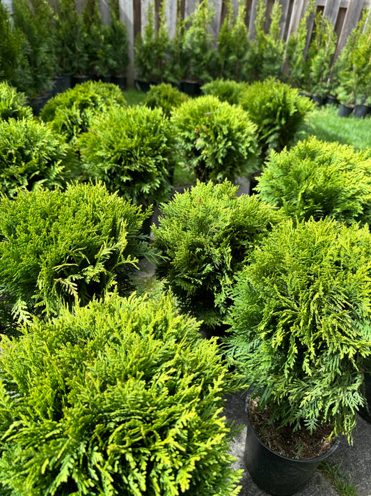 Globe Cedar - 1 Gallon