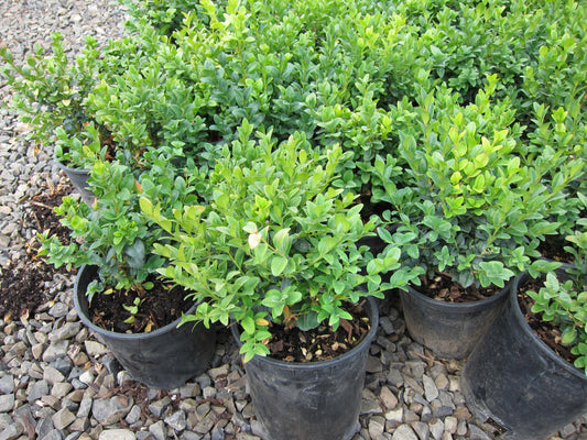 Boxwood 1-Gallon