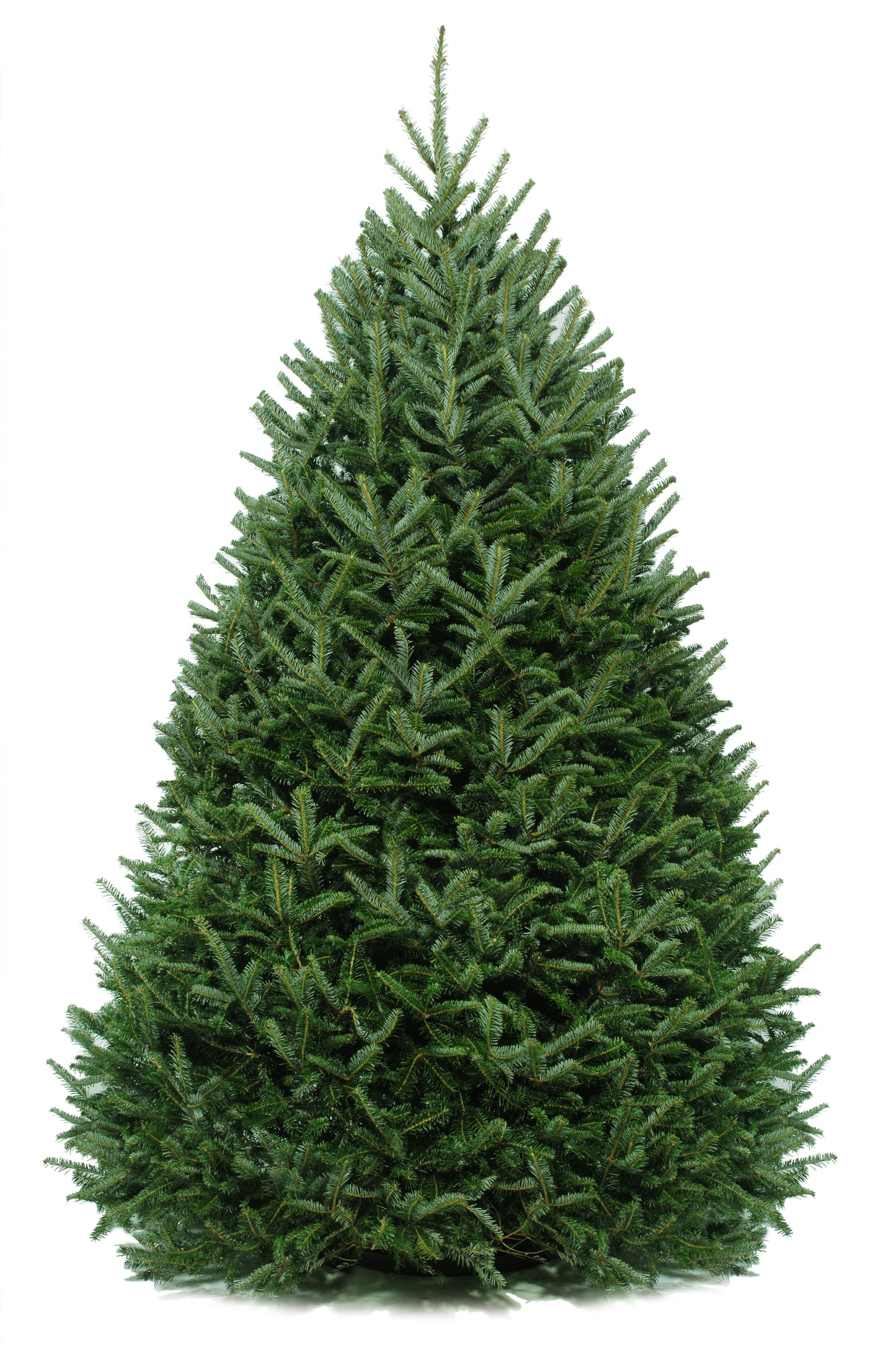 Balsam Fir Christmas Tree