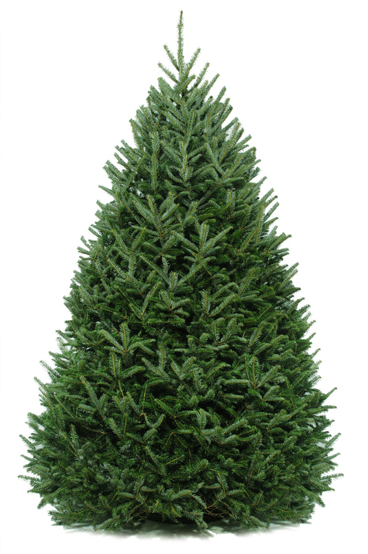 Balsam Fir Christmas Tree