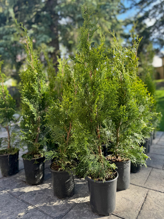 Emerald Cedar - 1 Gallon