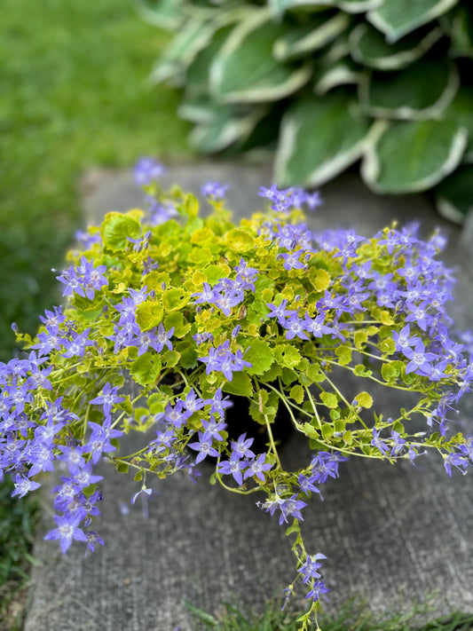 Campanula 1g