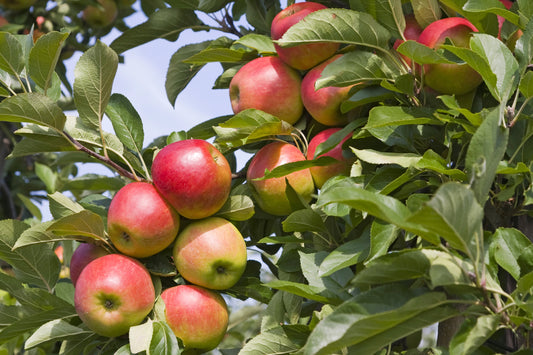 Apple Tree - Assorted