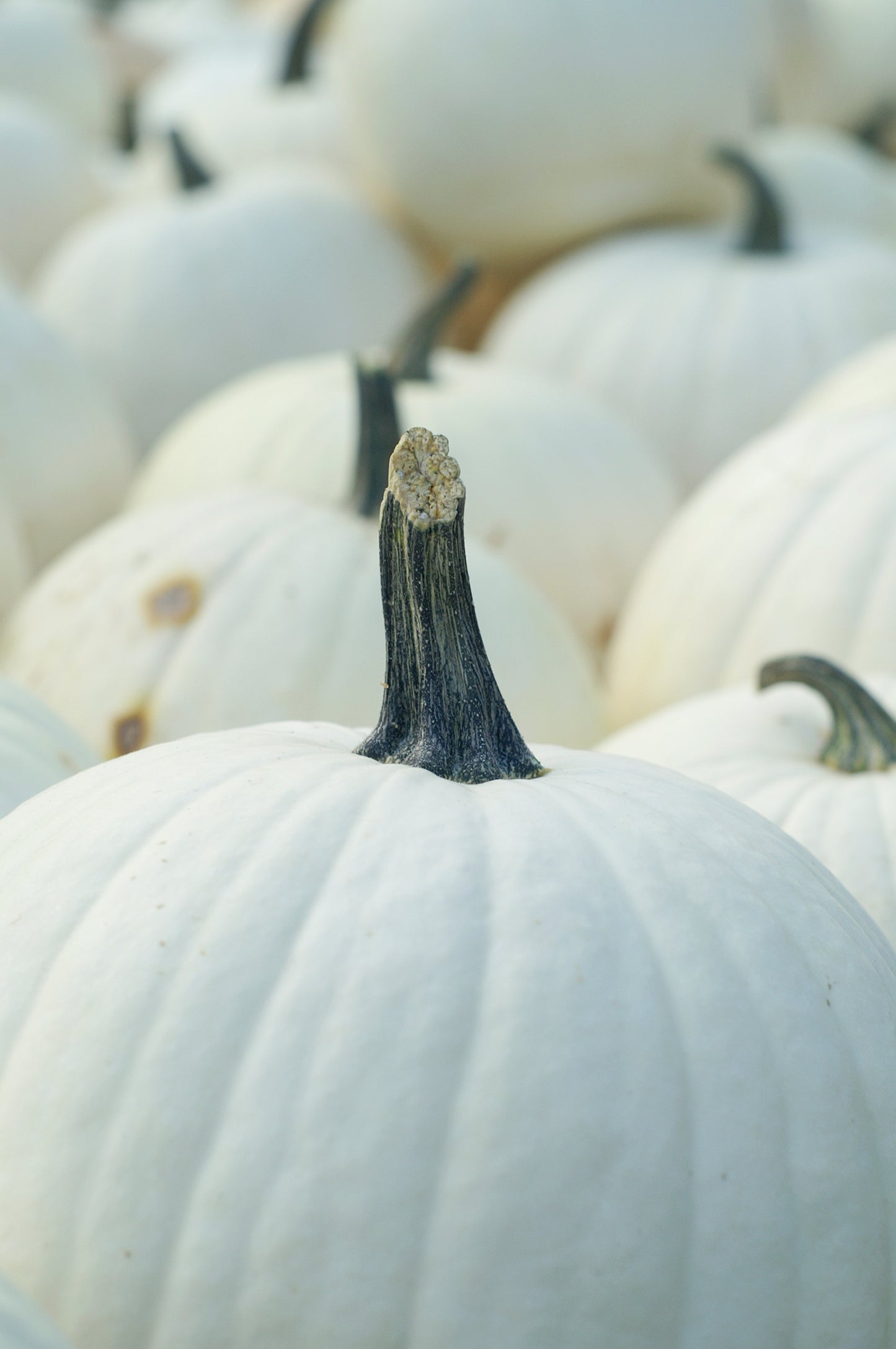 White Pumpkin